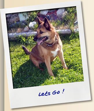 Rocky Mountain Pet Resort